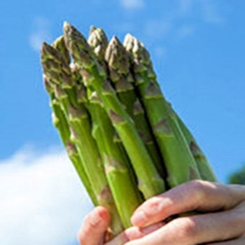 Asparagus -  F1 Portlim - seed megastore Asparagus -  F1 Portlim - seed megastore