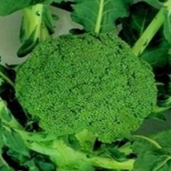 Calabrese -  Marathon - Seed Megastore - sku 182