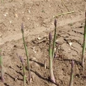 Asparagus - F1 Mondeo - seed megastore - sku 12 Asparagus - F1 Mondeo - seed megastore - sku 12