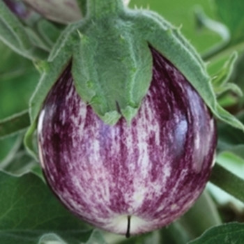 Aubergine - F1 Pinstripe - seed megastore Aubergine - F1 Pinstripe - seed megastore