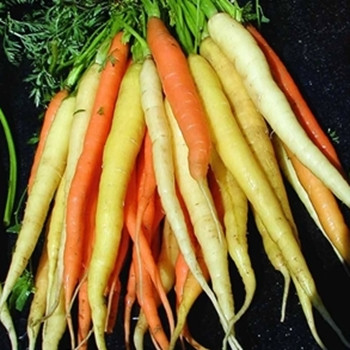 Carrot - Rainbow - Seed Megastore - sku 209 Carrot - Rainbow - Seed Megastore - sku 209