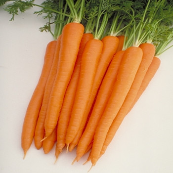 Carrot - Sugarsnax 54 - Seed Megastore - sku 200 Carrot - Sugarsnax 54 - Seed Megastore - sku 200