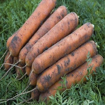 Carrot - Nominator - Seed Megastore - Sku 212
Carrot - Nominator - Seed Megastore - Sku 212