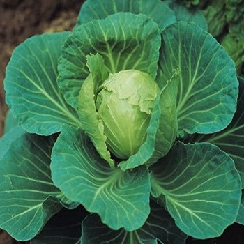 Cabbage - Golden Acre - Seed Megastore - sku 147 Cabbage - Golden Acre - Seed Megastore - sku 147