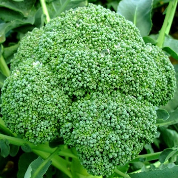 Calabrese - Green Sprouting - Seed Megastore - sku 189 Calabrese - Green Sprouting - Seed Megastore - sku 189