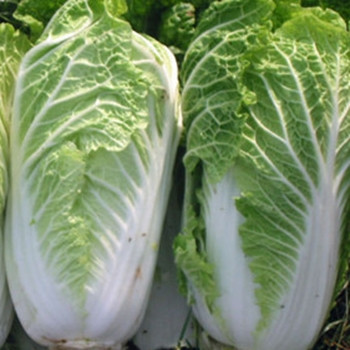 Chinese Cabbage - Wong Bok - Seed Megastore - sku 612 Chinese Cabbage - Wong Bok - Seed Megastore - sku 612