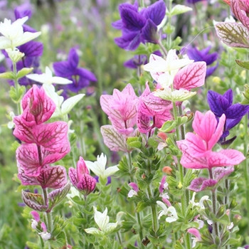 Herb - Sage Painted - Seed Megastore - sku 440 Herb - Sage Painted - Seed Megastore - sku 440