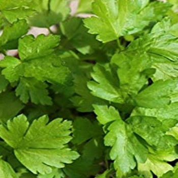 Herb - Coriander - Green Aroma - sku 414 Herb - Coriander - Green Aroma - sku 414