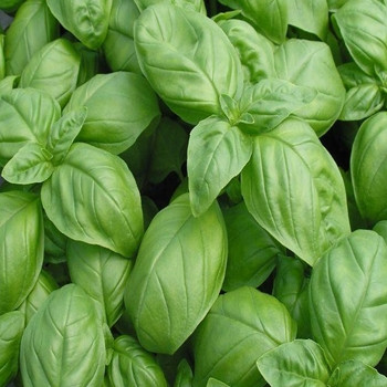 Herb - Basil F1 Nufar - Seed Megastore - sku 369 Herb - Basil F1 Nufar - Seed Megastore - sku 369