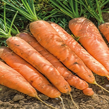 Carrot - Resistafly - Seed Megastore - sku 211 Carrot - Resistafly - Seed Megastore - sku 211