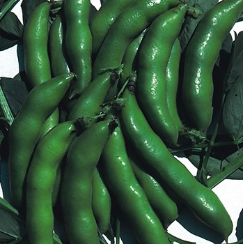 Broad Bean -The Sutton Dwarf - Seed Megastore - sku 94
Broad Bean -The Sutton Dwarf - Seed Megastore - sku 94