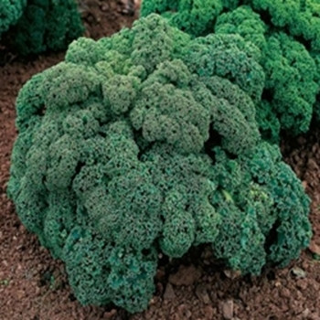 Borecole - Dwarf Green Curled - Seed Megastore - sku 65 Borecole - Dwarf Green Curled - Seed Megastore - sku 65