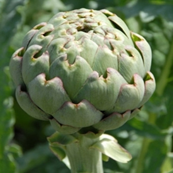 Artichoke - Green Globe - 15 Seeds Artichoke - Green Globe - 15 Seeds
