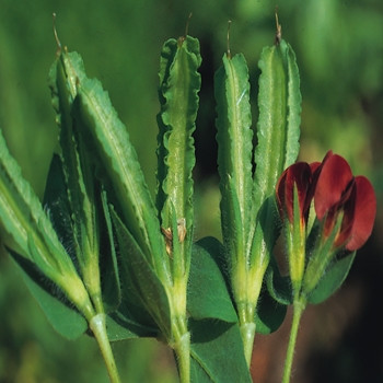 Asparagus Pea - Seed Megastore - sku 5
 Asparagus Pea - Seed Megastore - sku 5