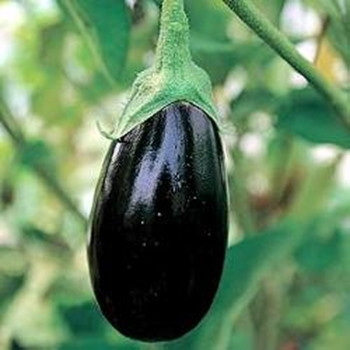Aubergine - Black Beauty - seed megastore - sku 15 Aubergine - Black Beauty - seed megastore - sku 15