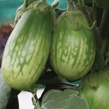 Aubergine - F1 Emerald Isle - seed megastore Aubergine - F1 Emerald Isle - seed megastore