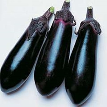 Aubergine - F1 Moneymaker - seed megastore - sku 21 Aubergine - F1 Moneymaker - seed megastore - sku 21