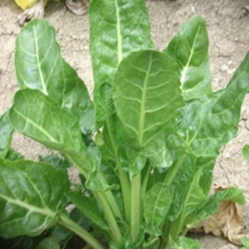 Beet Leaf - Erbette - seed megastore - sku 29 Beet Leaf - Erbette - seed megastore - sku 29