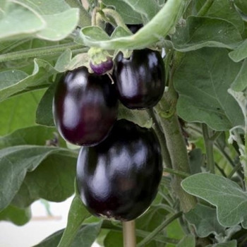 Aubergine -Jackpot - seedmegastore - sku 23 Aubergine -Jackpot - seedmegastore - sku 23