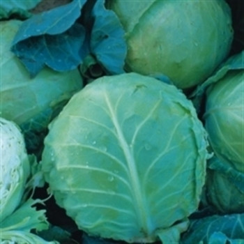 Cabbage - Holland Late Winter - seed megastore - sku 139 Cabbage - Holland Late Winter - seed megastore - sku 139