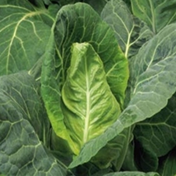 Cabbage - April - Seed Megastore - sku 150 Cabbage - April - Seed Megastore - sku 150