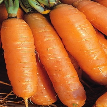 Carrot - Amsterdam 2 Maxi - Seed Megastore - sku 214 Carrot - Amsterdam 2 Maxi - Seed Megastore - sku 214