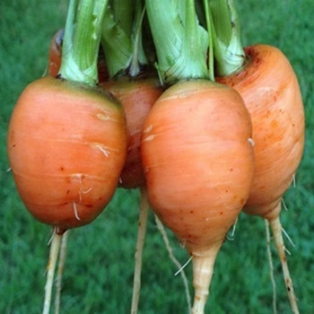 Carrot - Paris Market Atlas - Seed Megastore - Sku 224 Carrot - Paris Market Atlas - Seed Megastore - Sku 224