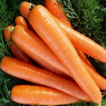 Carrot - Romance - Seed Megastore - Sku 235 Carrot - Romance - Seed Megastore - Sku 235