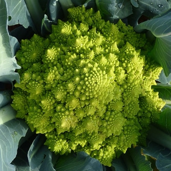 Cauliflower -Romanesco - Seed Megastore - Sku 255 Cauliflower -Romanesco - Seed Megastore - Sku 255
