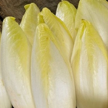 Chicory - Brussels Witloof - Seed Megastore - Sku 275 Chicory - Brussels Witloof - Seed Megastore - Sku 275