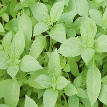 Basil - Lemon - Seed Megastore - sku 373 Basil - Lemon - Seed Megastore - sku 373