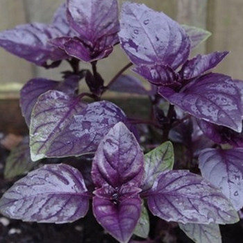 Herb - Basil Purple Ruffles - Seed Megastore - sku 376 Herb - Basil Purple Ruffles - Seed Megastore - sku 376