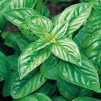 Herb - Basil - Classic Italian - sku 378 Herb - Basil - Classic Italian - sku 378