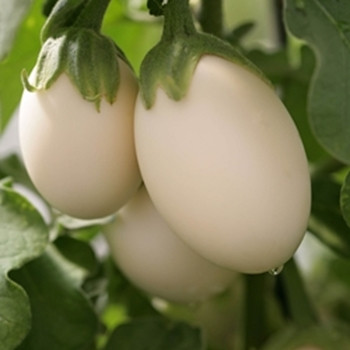 Aubergine - Ivory - seed megastore - sku 26 Aubergine - Ivory - seed megastore - sku 26