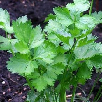 Herb - Celery Leaf - Seed Megastore - sku 388 Herb - Celery Leaf - Seed Megastore - sku 388