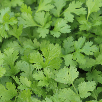 Herb - Coriander Calypso - Seed Megastore - sku 402 Herb - Coriander Calypso - Seed Megastore - sku 402