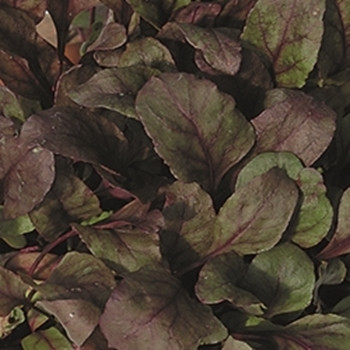 Beet Leaf - Bulls Blood - seed megastore - sku 28 Beet Leaf - Bulls Blood - seed megastore - sku 28