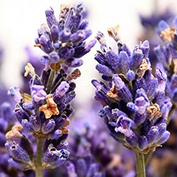 Herb - Lavender Vera - Seed Megastore - sku 424 Herb - Lavender Vera - Seed Megastore - sku 424