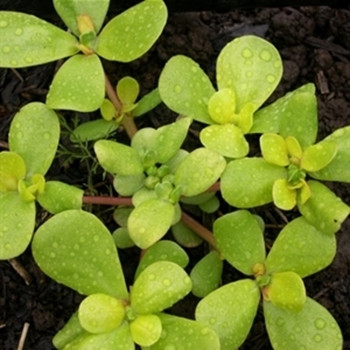 Herb - Purslane Golden - Seed Megastore - sku 435 Herb - Purslane Golden - Seed Megastore - sku 435