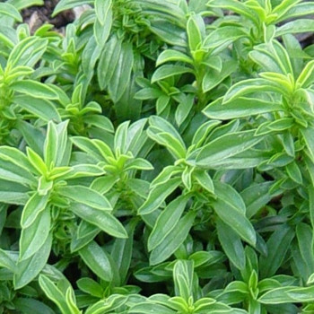 Herb - Savory Winter - Seed Megastore- sku 443 Herb - Savory Winter - Seed Megastore- sku 443