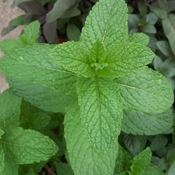 Herb - Spearmint - Seed Megastore - sku 445 Herb - Spearmint - Seed Megastore - sku 445