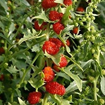 Herb - Strawberry Sticks - Seed Megastore - sku 446 Herb - Strawberry Sticks - Seed Megastore - sku 446