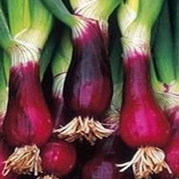 Herb - Welsh Onion Red - Seed Megastore - sku 453 Herb - Welsh Onion Red - Seed Megastore - sku 453