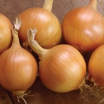 Onion - F1 Hybound - Seed Megastore - sku 576 Onion - F1 Hybound - Seed Megastore - sku 576