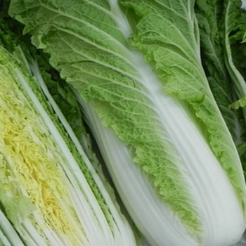 Chinese Cabbage - Michihili - Seed Megastore - sku 611 Chinese Cabbage - Michihili - Seed Megastore - sku 611