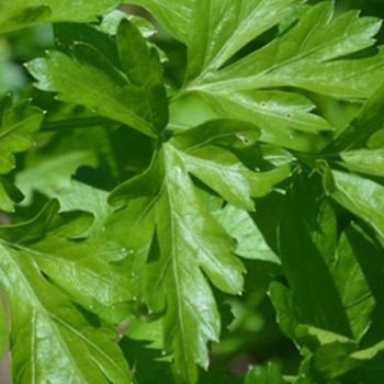 Parsley - Plain Leaf (French) - Seed Megastore - sku 633 Parsley - Plain Leaf (French) - Seed Megastore - sku 633