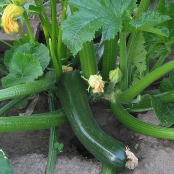 Courgette - All Green Bush - Seed Megastore - sku 881 Courgette - All Green Bush - Seed Megastore - sku 881