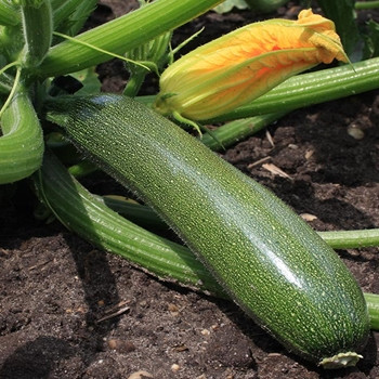 Courgette -Zucchini - Seed Megastore - sku 882 Courgette -Zucchini - Seed Megastore - sku 882