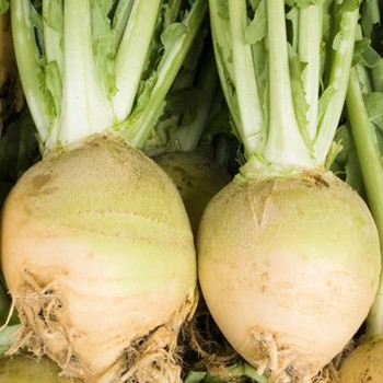 Swede -Willhelmsburger - Seed Megastore - sku 970 Swede -Willhelmsburger - Seed Megastore - sku 970