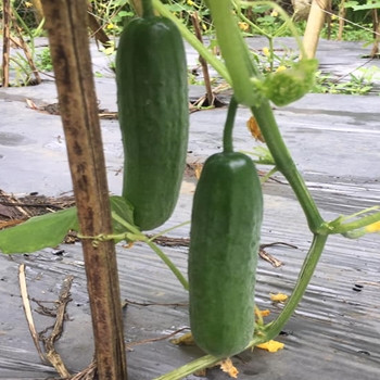 Cucumber - F1 Beit Alpha - Seed megastore - sku 296 Cucumber - F1 Beit Alpha - Seed megastore - sku 296